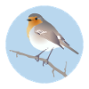 Robin