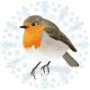 Winter Robin