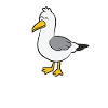 Möwe - Gull Squad