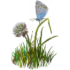Papillon et trèfle