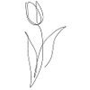 Tulip