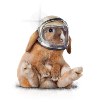 Spacerabbit
