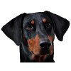 Doberman pinscher