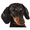 Dachshund