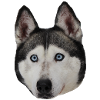 Siberian Husky