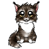 Maine Coon - Brown Blanc