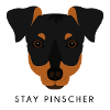 Pinscher - Black