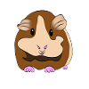 Guinea Pig - Guinea Pig