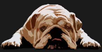 Bulldog Anglais Humour