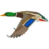 Mallard Duck Bird