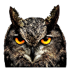 hibou