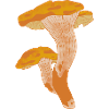 Chanterelle mushrooms collect gift