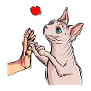 Sphynx Cat Sphinx Nude Cat