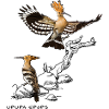 2 hoopoes