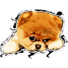 Pom the pomeranian
