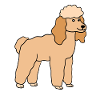 Poodle Dog Dog