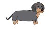 Dachshund