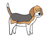 Beagle