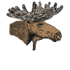 Moose Animal Motif Print