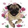 Pug