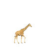 Girafe