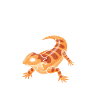 Anatomie Eines Bärtigen Drachen