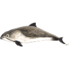 Marsouin Phocoena phocoena