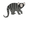 Marmosets Monkey