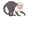 Capuchin Monkey Monkey
