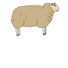 East Frisian dairy sheep
