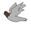 Dove