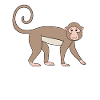 Singe ouistiti