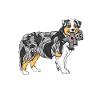 Australian Shepherd