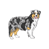 Australian Shepherd