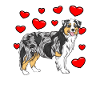 Australian Shepherd