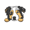 Australian Shepherd
