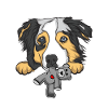 Australian Shepherd