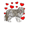 Bearded Collie