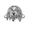 Bearded Collie