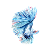 Fighting fish