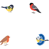 Bird Nerd