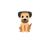 Border Terrier
