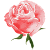 Rose Roses Rose Garden Jardinier