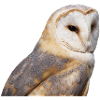 Barn Owl Portrait