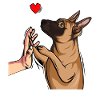 Malinois Dear Dog Owner Mistress