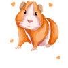 Cochon d’Inde Wheek Cochon d’Inde