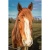 le cheval