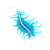 Plankton Marine Animal Ocean Divers