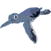 Turtle flying through the sea