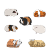 Guinea pig
